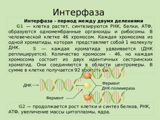 Интерфаза     Интерфаза - период между двумя делениями  G1 — клетка растет, синтезируются РНК, белки, АТФ, образуются одномембранные органоиды и рибосомы. В человеческой клетке 46 хромосом. Каждая хромосома из одной хроматиды, которая представляет собой 1 молекулу ДНК.    S  — каждая хроматида удваивается (ДНК реплицируется). Количество хромосом - 46, но каждая хромосома состоит из двух идентичных сестринских хроматид. Они соединяются в области центромеры. В сумме в клетке получается 92 хроматиды.    G2  — продолжается рост клетки и синтез белков, РНК, АТФ, увеличение массы цитоплазмы, ядра.   