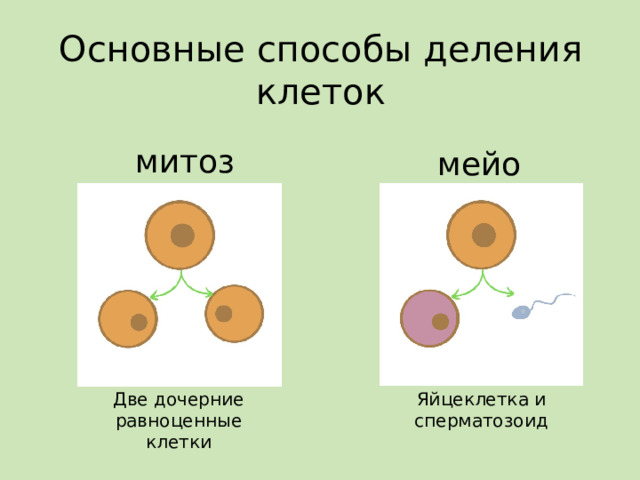Основные способы деления клеток митоз мейоз Две дочерние равноценные клетки Яйцеклетка и сперматозоид 
