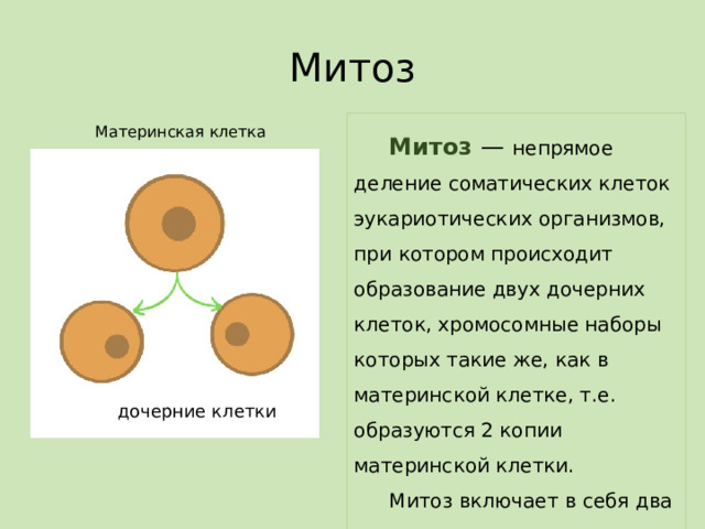 Митоз  Митоз  —  непрямое деление соматических клеток эукариотических организмов, при котором происходит образование двух дочерних клеток, хромосомные наборы которых такие же, как в материнской клетке, т.е. образуются 2 копии материнской клетки.  Митоз включает в себя два процесса: кариокинез  (деление ядра) и цитокинез (деление цитоплазмы) Материнская клетка дочерние клетки  