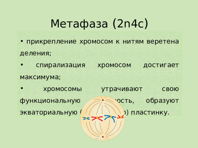 Метафаза  ( 2n4с )  прикрепление хромосом к нитям веретена деления;  спирализация хромосом достигает максимума;  хромосомы утрачивают свою функциональную активность, образуют экваториальную (метафазную) пластинку.  