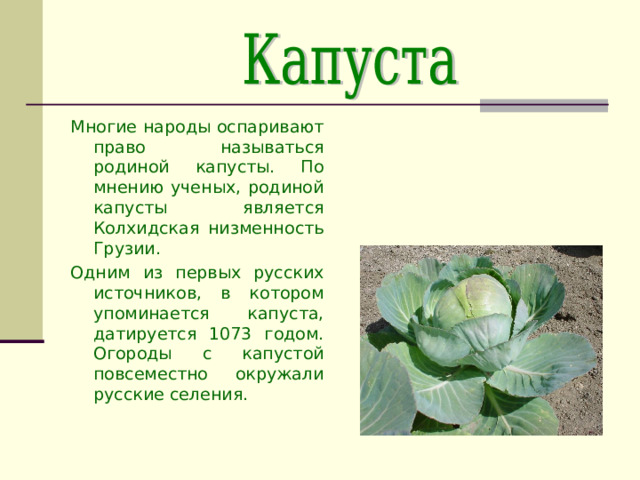 Многие народы оспаривают право называться родиной капусты. По мнению ученых, родиной капусты является Колхидская низменность Грузии. Одним из первых русских источников, в котором упоминается капуста, датируется 1073 годом. Огороды с капустой повсеместно окружали русские селения. 