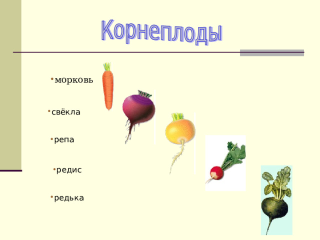 морковь свёкла репа редис редька 