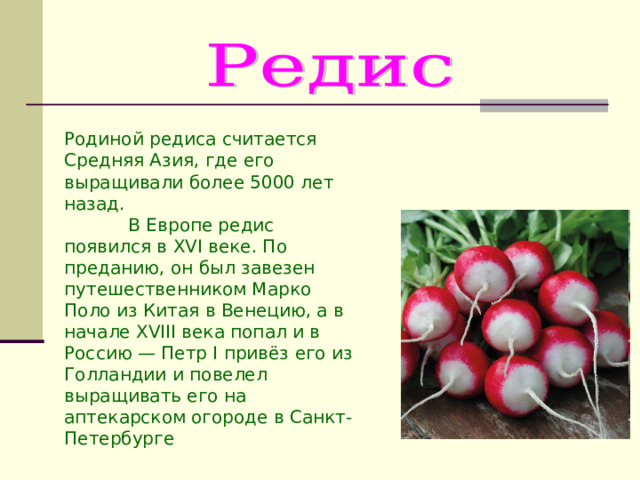 Родиной редиса считается Средняя Азия, где его выращивали более 5000 лет назад.  В Европе редис появился в XVI веке. По преданию, он был завезен путешественником Марко Поло из Китая в Венецию, а в начале XVIII века попал и в Россию — Петр I привёз его из Голландии и повелел выращивать его на аптекарском огороде в Санкт-Петербурге 