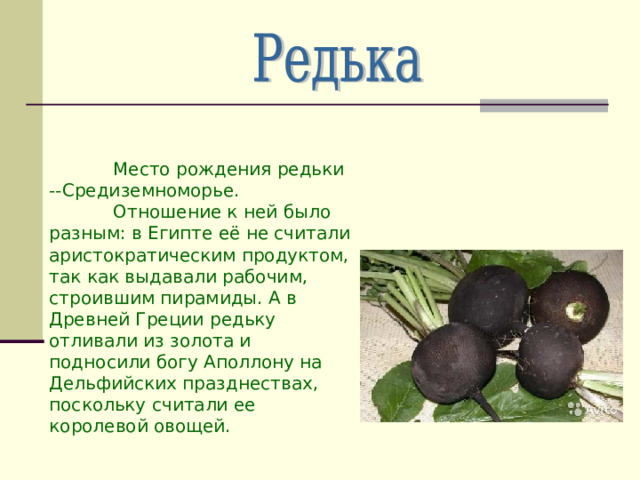  Место рождения редьки --Средиземноморье.  Отношение к ней было разным: в Египте её не считали аристократическим продуктом, так как выдавали рабочим, строившим пирамиды. А в Древней Греции редьку отливали из золота и подносили богу Аполлону на Дельфийских празднествах, поскольку считали ее королевой овощей. 