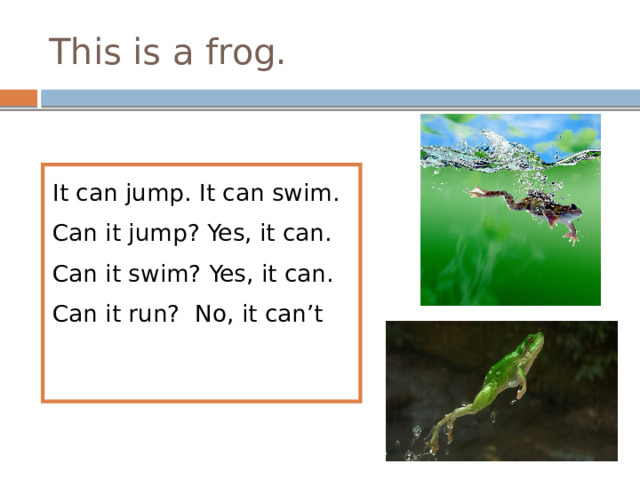 This is a frog. It can jump. It can swim. Can it jump? Yes, it can. Can it swim? Yes, it can. Can it run? No, it can’t 