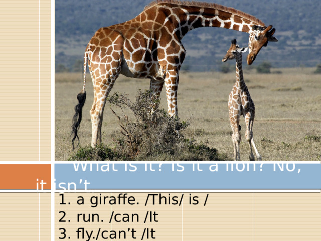  What is it? Is it a lion? No, it isn’t. 1. a giraffe. /This/ is / 2. run. /can /It 3. fly./can’t /It 