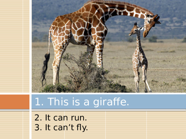 1. This is a giraffe. 2. It can run. 3. It can’t fly. 