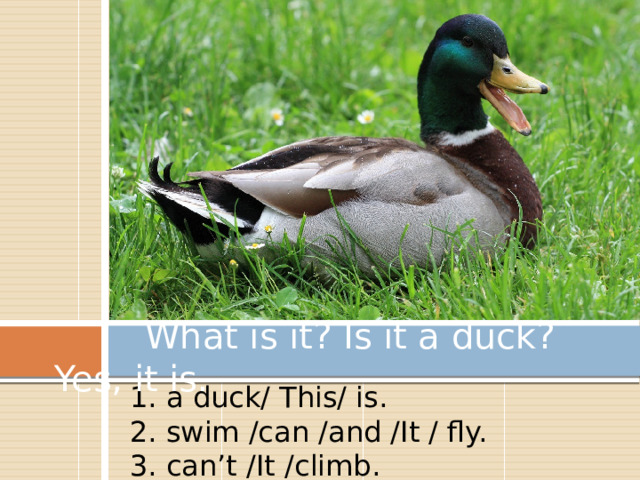  What is it? Is it a duck? Yes, it is. 1. a duck/ This/ is. 2. swim /can /and /It / fly. 3. can’t /It /climb. 
