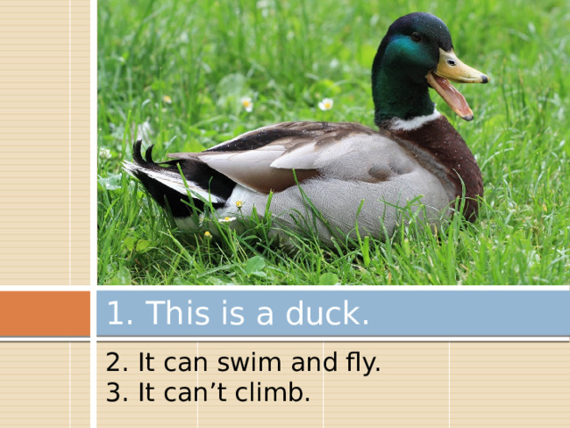 1. This is a duck. 2. It can swim and fly. 3. It can’t climb. 