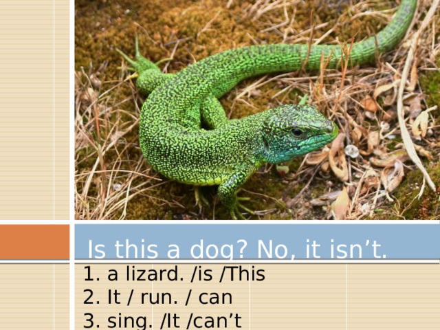  Is this a dog? No, it isn’t. 1. a lizard. /is /This 2. It / run. / can 3. sing. /It /can’t 
