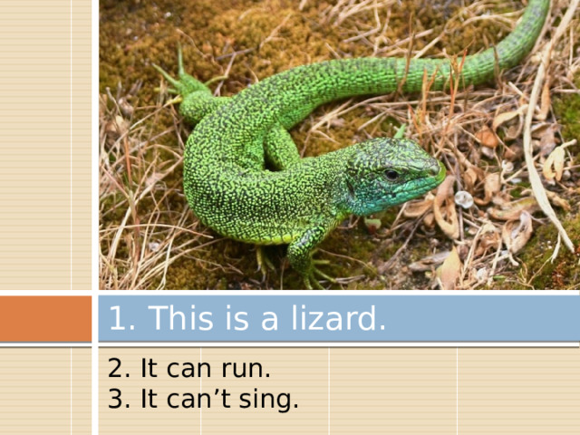 1. This is a lizard. 2. It can run. 3. It can’t sing. 