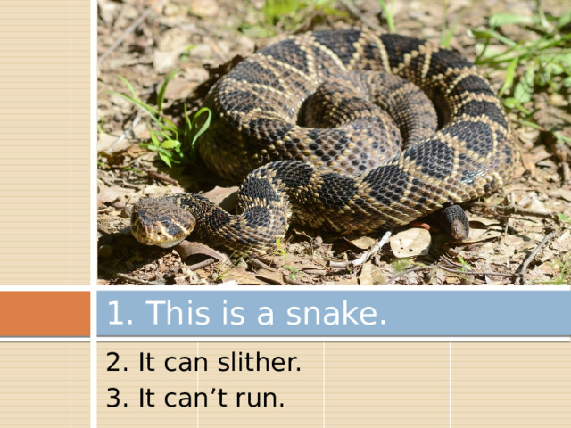 1. This is a snake. 2. It can slither. 3. It can’t run. 