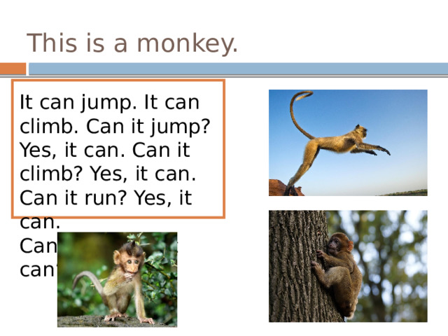 This is a monkey. It can jump. It can climb. Can it jump? Yes, it can. Can it climb? Yes, it can. Can it run? Yes, it can. Can it fly? No, it can’t. 