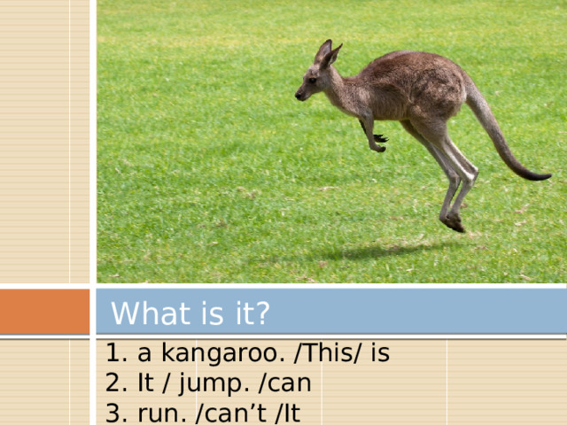 What is it? 1. a kangaroo. /This/ is 2. It / jump. /can 3. run. /can’t /It 
