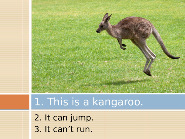 1. This is a kangaroo. 2. It can jump. 3. It can’t run. 
