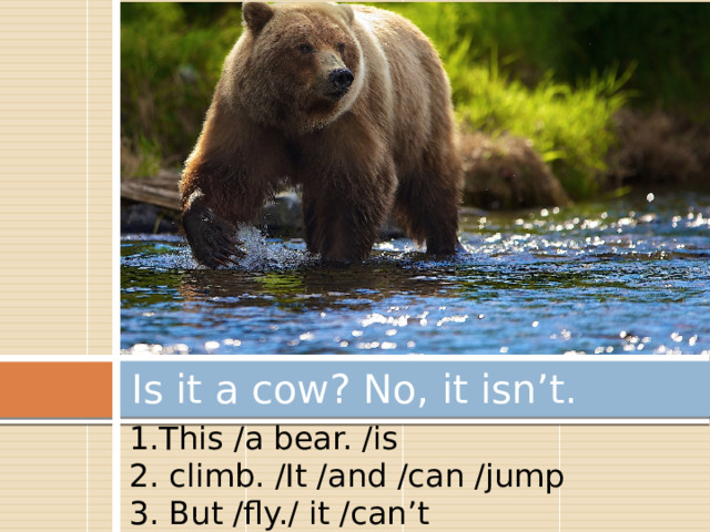 Is it a cow? No, it isn’t. 1.This /a bear. /is 2. climb. /It /and /can /jump 3. But /fly./ it /can’t 