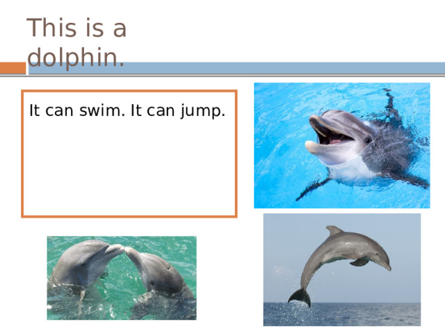 This is a dolphin. It can swim. It can jump. Can it swim? Yes, it can. Can it jump? Yes, it … . Can it run? No, it … . 