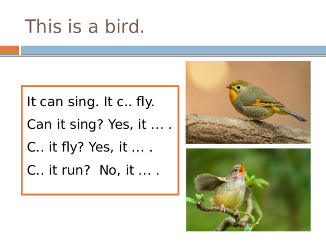 This is a bird. It can sing. It c.. fly. Can it sing? Yes, it … . C.. it fly? Yes, it … . C.. it run? No, it … . 
