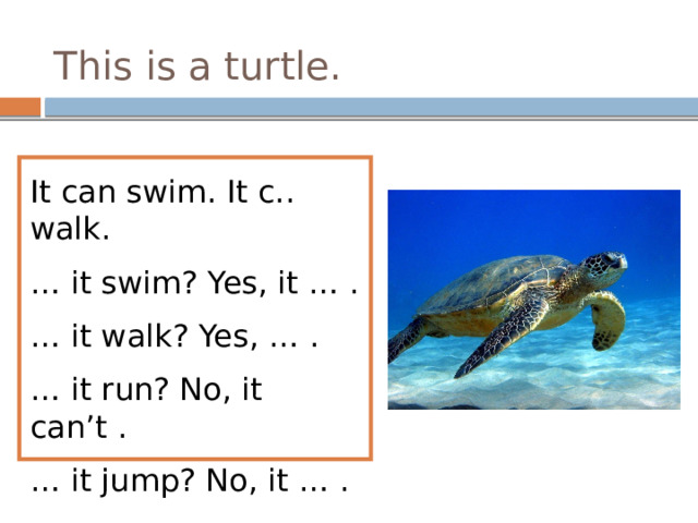 This is a turtle. It can swim. It c.. walk. … it swim? Yes, it … . … it walk? Yes, … . … it run? No, it can’t . … it jump? No, it … . 