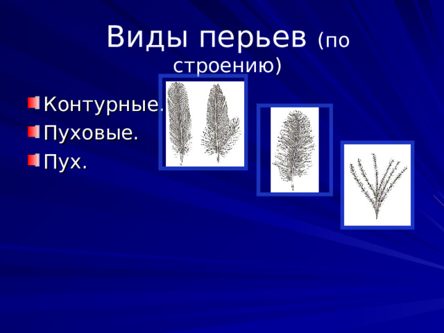 Виды перьев (по строению) Контурные. Пуховые. Пух. 