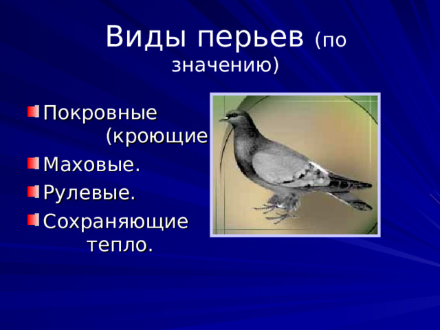 Виды перьев (по значению) Покровные (кроющие). Маховые. Рулевые. Сохраняющие тепло. 