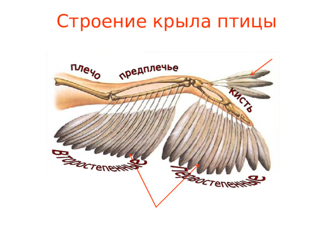 Строение крыла птицы Крылышко Маховые перья 
