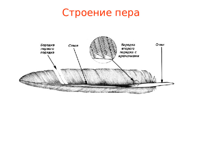 Строение пера 