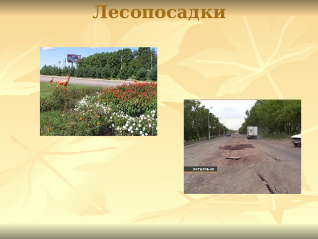 Лесопосадки 