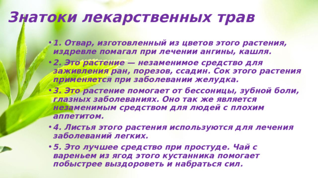 Знатоки лекарственных трав 1. Отвар, изготовленный из цветов этого растения, издревле помагал при лечении ангины, кашля. 2. Это растение — незаменимое средство для заживления ран, порезов, ссадин. Сок этого растения применяется при заболевании желудка. 3. Это растение помогает от бессоницы, зубной боли, глазных заболеваниях. Оно так же является незаменимым средством для людей с плохим аппетитом. 4. Листья этого растения используются для лечения заболеваний легких. 5. Это лучшее средство при простуде. Чай с вареньем из ягод этого кустанника помогает побыстрее выздороветь и набраться сил. 