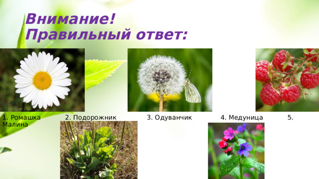 Внимание!  Правильный ответ: 1. Ромашка 2. Подорожник 3. Одуванчик 4. Медуница 5. Малина 