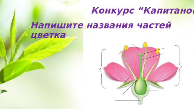 Конкурс “Капитанов” Напишите названия частей цветка 