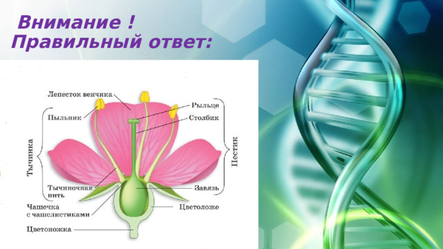 Внимание !  Правильный ответ: 
