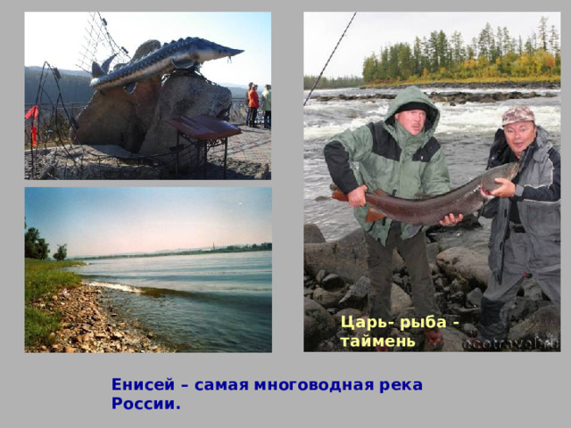 Царь- рыба - таймень Енисей – самая многоводная река России. 