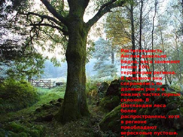 Растительность Англии довольно бедна, леса занимают менее 10% территории региона. В основном они сохранились по долинам рек и в нижних частях горных склонов. В Шотландии леса более распространены, хотя в регионе преобладают вересковые пустоши. В основном в лесах на юге и востоке Хайлендс произрастают дуб и хвойные деревья (ель, сосна и лиственница). 