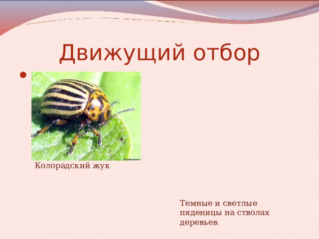 Движущий отбор Колорадский жук Темные и светлые пяденицы на стволах деревьев . 