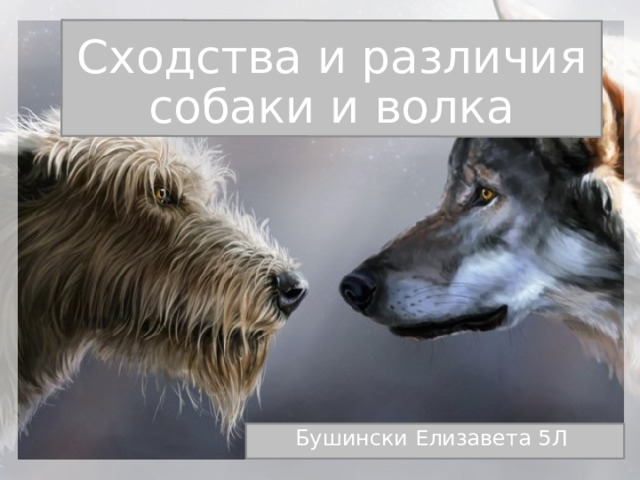 Сходства и различия  собаки и волка Бушински Елизавета 5Л 