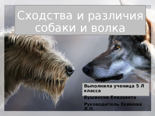 Сходство и различие волка и собаки