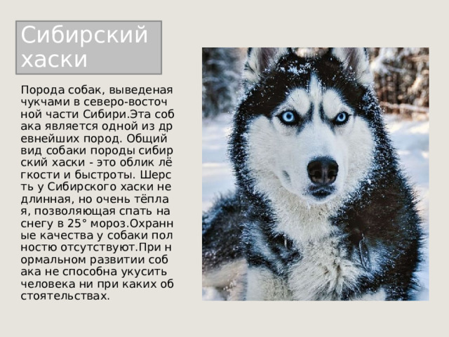 Сибирский  хаски Порода собак, выведеная чукчами в северо-восточной части Сибири.Эта собака является одной из древнейших пород. Общий вид собаки породы сибирский хаски - это облик лёгкости и быстроты. Шерсть у Сибирского хаски не длинная, но очень тёплая, позволяющая спать на снегу в 25° мороз.Охранные качества у собаки полностю отсутствуют.При нормальном развитии собака не способна укусить человека ни при каких обстоятельствах. 