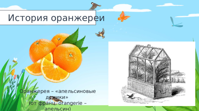 История оранжереи Оранжерея – «апельсиновые домики» (от франц. orangerie – апельсин) 