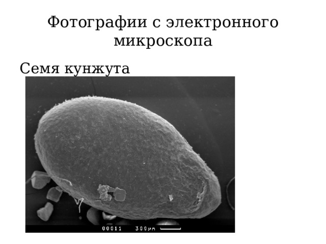 Фотографии с электронного микроскопа Семя кунжута 