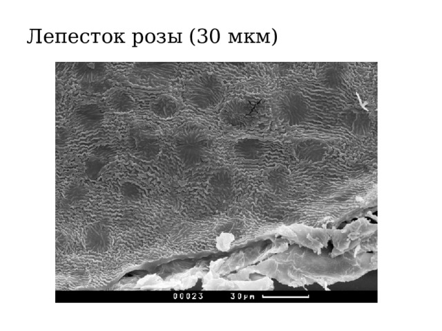Лепесток розы (30 мкм) 