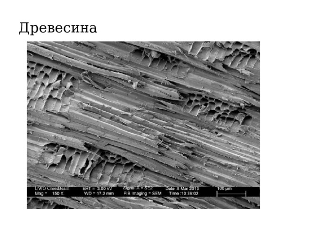 Презентация по биологии 