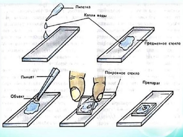 Что располагается на предметном столике