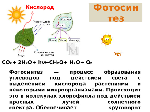 Фотосинтез Кислород СО₂+ 2Н₂О+ h ν↦ CH₂O+ H₂O+ O₂ Фотосинтез — процесс образования углеводов под действием света с выделением кислорода растениями и некоторыми микроорганизмами. Происходит это в молекулах хлорофилла под действием красных лучей солнечного спектра. Обеспечивает круговорот кислорода в природе . 