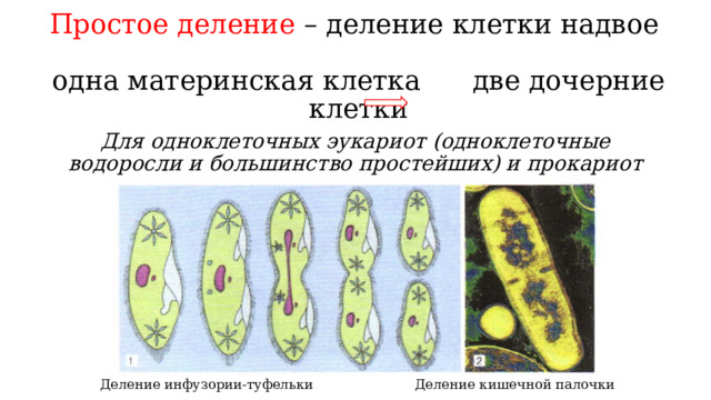 Простое деление – деление клетки надвое   одна материнская клетка  две дочерние клетки Для одноклеточных эукариот (одноклеточные водоросли и большинство простейших) и прокариот Деление кишечной палочки Деление инфузории-туфельки 