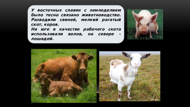 У восточных славян с земледелием было тесно связано животноводство. Разводили свиней, мелкий рогатый скот, коров. На юге в качестве рабочего скота использовали волов, на севере – лошадей. 