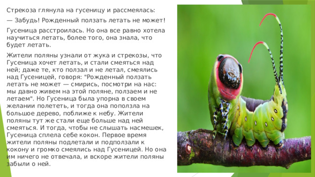 Стрекоза глянула на гусеницу и рассмеялась: — Забудь! Рожденный ползать летать не может! Гусеница расстроилась. Но она все равно хотела научиться летать, более того, она знала, что будет летать. Жители поляны узнали от жука и стрекозы, что Гусеница хочет летать, и стали смеяться над ней; даже те, кто ползал и не летал, смеялись над Гусеницей, говоря: 