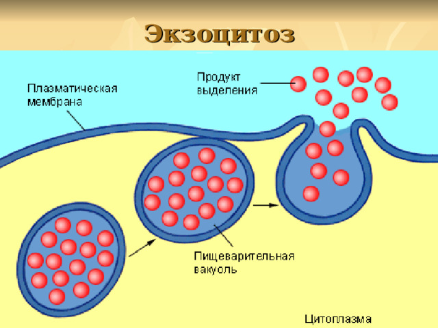 Экзоцитоз 