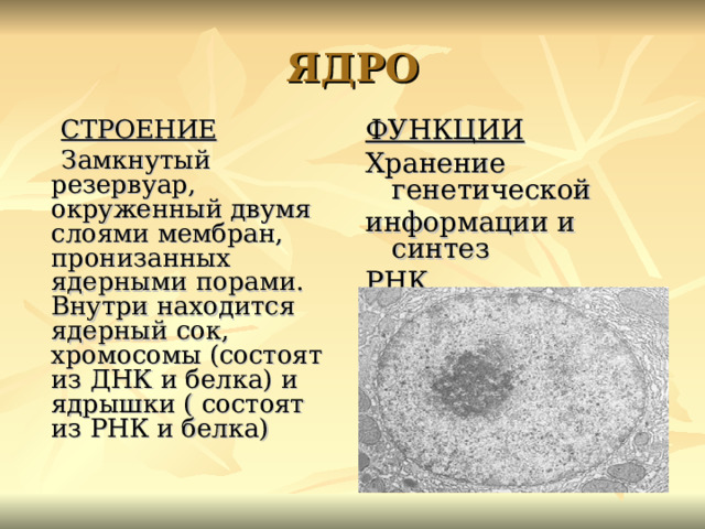 Ядерный сок. Ядро строение и функции. Ядерный сок строение. Ядерные поры функции. Особенности строения ядра.