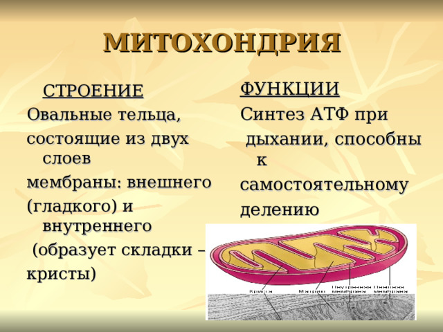 Имеет внутренние складки кристы. Клетка овальная. Деление митохондрий. Складки образуемые внутренней мембраны одного из организмов.